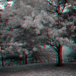 fredhatt-flame-tree Flame tree, 1993, stereo photo by Fred Hatt