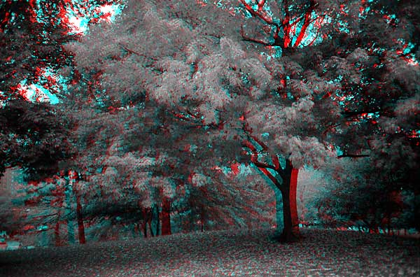 Flame tree, 1993, stereo photo by Fred Hatt