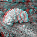 Fungus, 1993, stereo photo by Fred Hatt