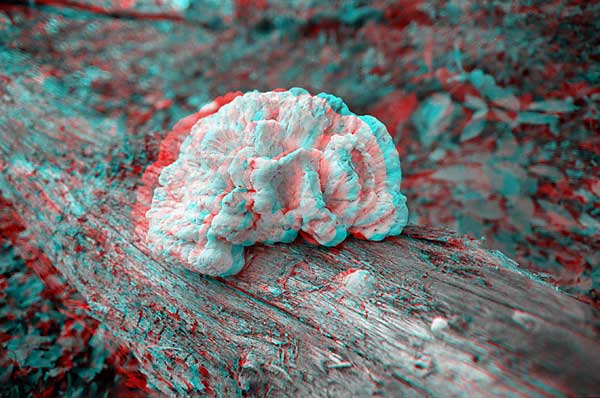 Fungus, 1993, stereo photo by Fred Hatt