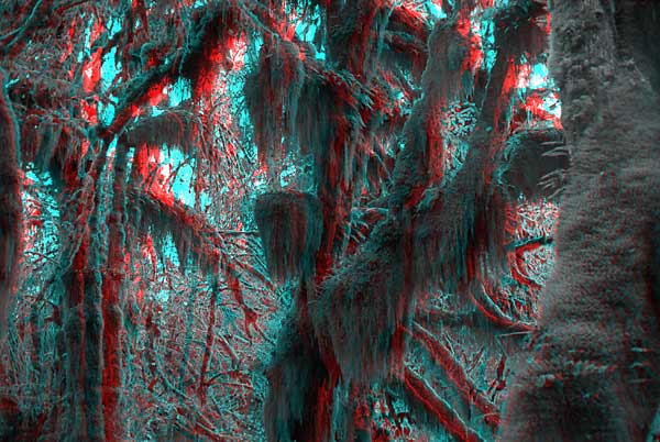 Plush Trees, 1993, stereo photo by Fred Hatt