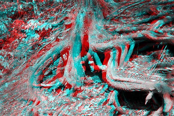 Roots, 1993, stereo photo by Fred Hatt