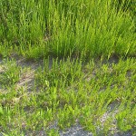 fredhatt-2002-backlit-weeds