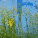 fredhatt-2002-blue-yellow-green