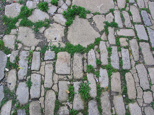 fredhatt-2002-cobblestone-grass Cobblestone Grass, 2002, photo by Fred Hatt