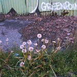 fredhatt-2003-greenpoint-dandelions Greenpoint Dandelions, 2003, photo by Fred Hatt
