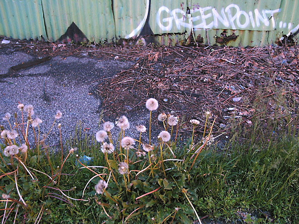 fredhatt-2003-greenpoint-dandelions Greenpoint Dandelions, 2003, photo by Fred Hatt