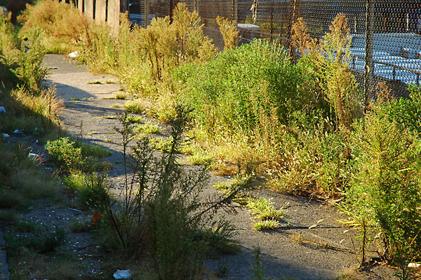 fredhatt-2004-sidewalk-reclaimed Sidewalk Reclaimed, 2004, photo by Fred Hatt