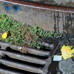 fredhatt-2004-storm-drain-greenery