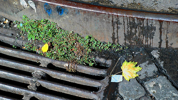 fredhatt-2004-storm-drain-greenery Storm Drain Greenery, 2004, photo by Fred Hatt
