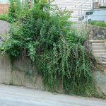 fredhatt-2006-urban-copse