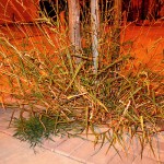 fredhatt-2007-grassburst