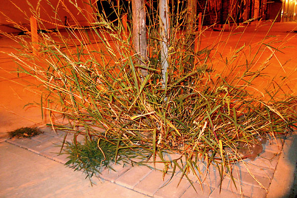 fredhatt-2007-grassburst Grassburst, 2007, photo by Fred Hatt