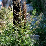fredhatt-2008-street-grass