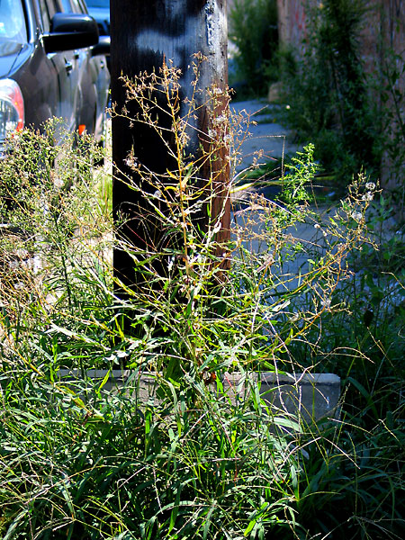 fredhatt-2008-street-grass Street Grass, 2008, photo by Fred Hatt