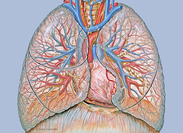 thoracic_anatomy