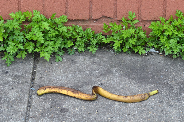 fredhatt-2012-banana-peel