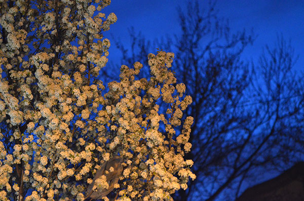 fredhatt-2012-evening-blossoms