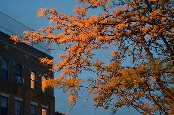 fredhatt-2012-orange-blue